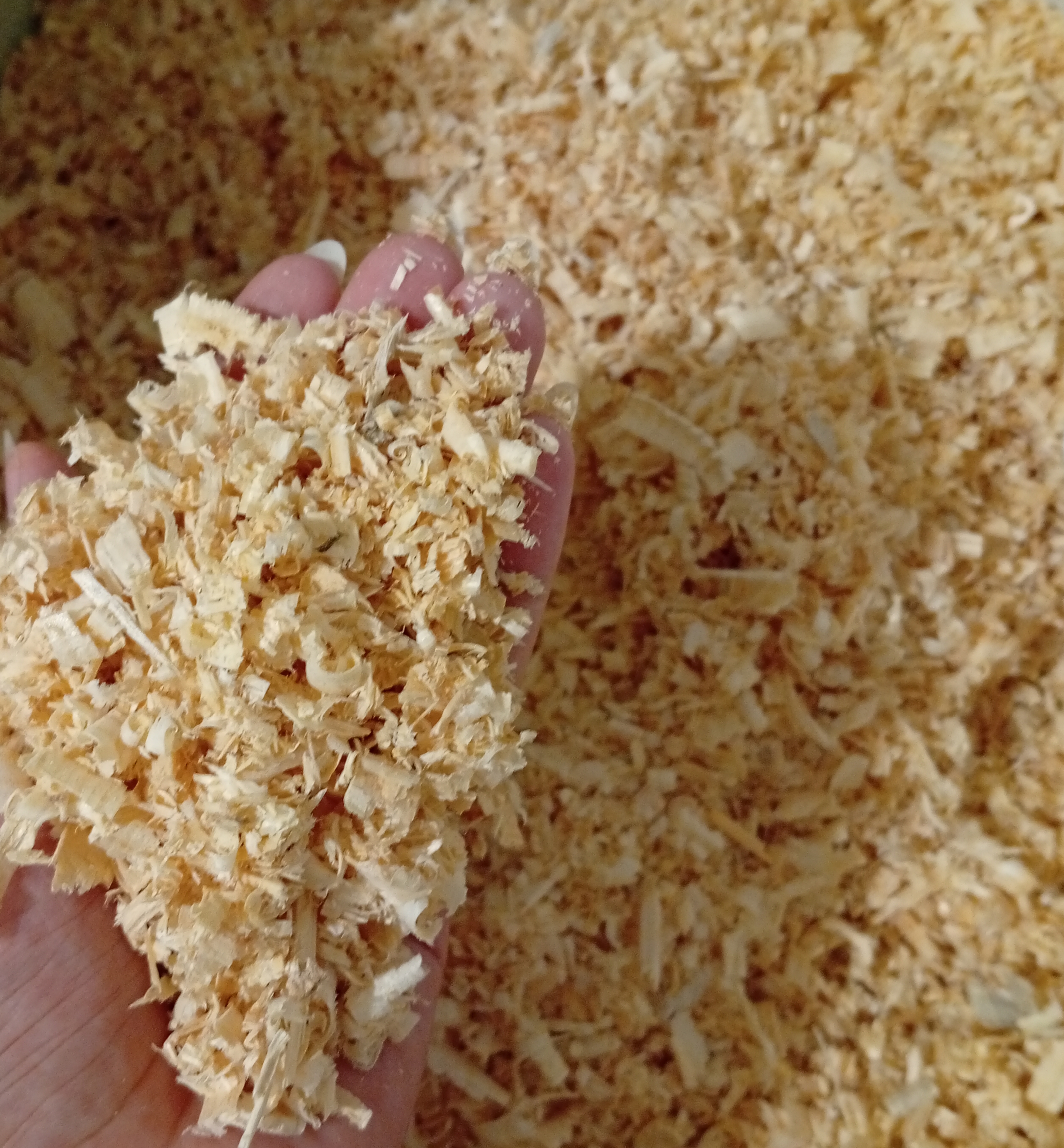Wood Shavings 